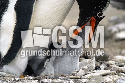 Eselspinguin (67 von 97).jpg